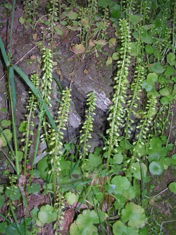 Arum sp -Sisymbrium officinale -Umbilicus cfr. horizontalis